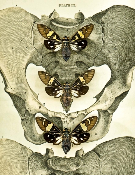 Photograph Andy Goodwin Moth Bones on One Eyeland